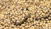 黑龙江大豆价格,黑龙江大豆价格波动分析