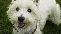 梗类犬,勇敢坚韧的狩猎犬种，忠诚友善的家庭伙伴